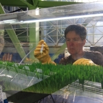 Kai Staats conducting a barley plant growth experiment at B2, 2019