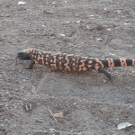 A gila monster explores the Mars yard crater at SAM, Biosphere 2