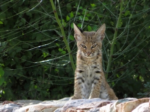 A bobcat next to the Test Module at SAM, Biosphere 2