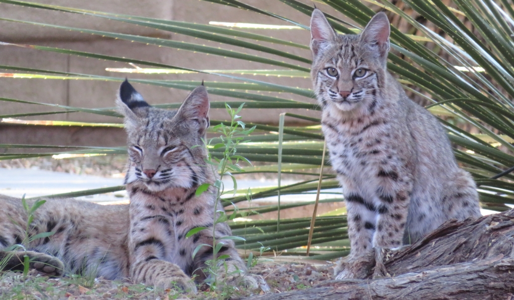 Two bobcats greet Kai and Mattahias as they head down to SAM at Biosphere 2