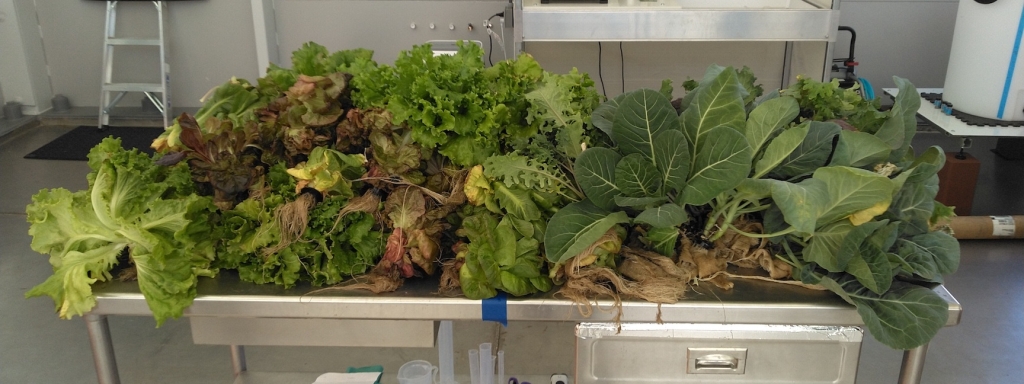 Gen-2 hydroponics yield, SAM at Biosphere 2