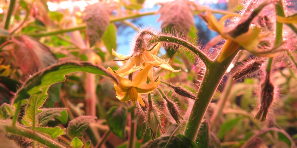 ASU graduate student Amy Sawyer brings tomato experiment to SAM