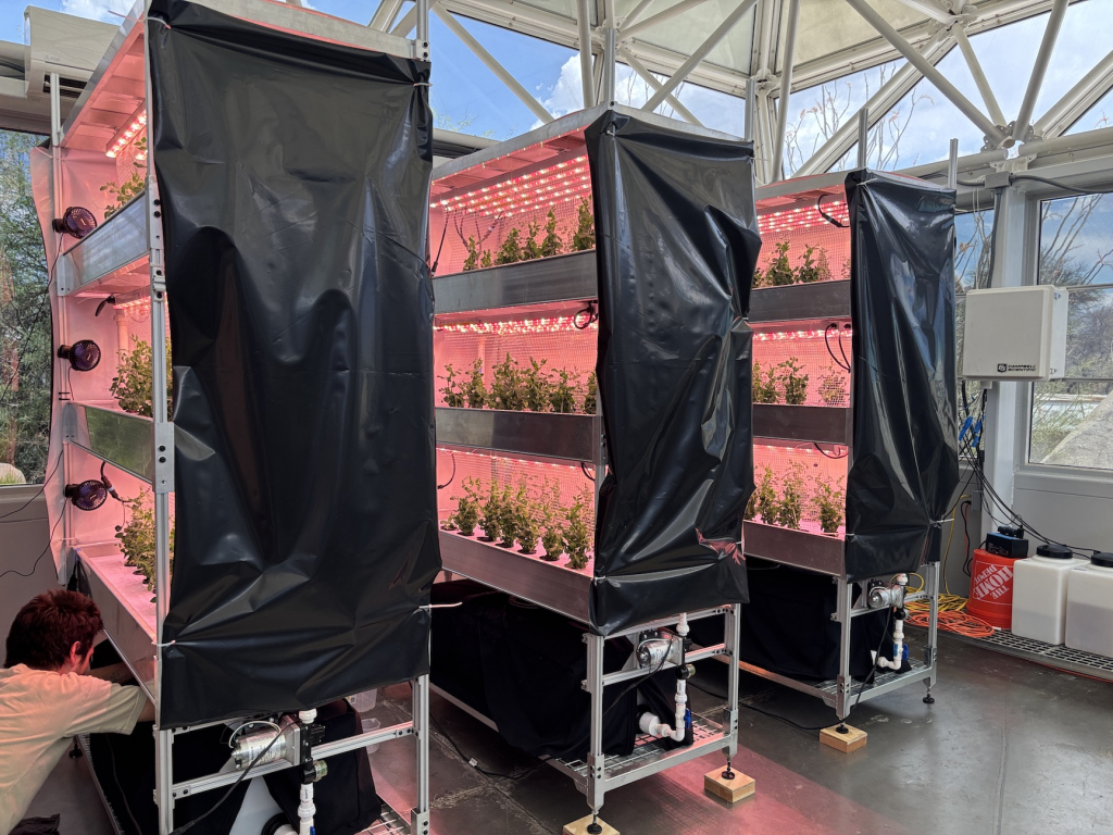 Dwarf peas growing in the Test Module at SAM, at Biosphere 2.