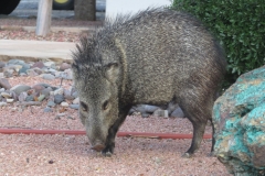 javelina-sm